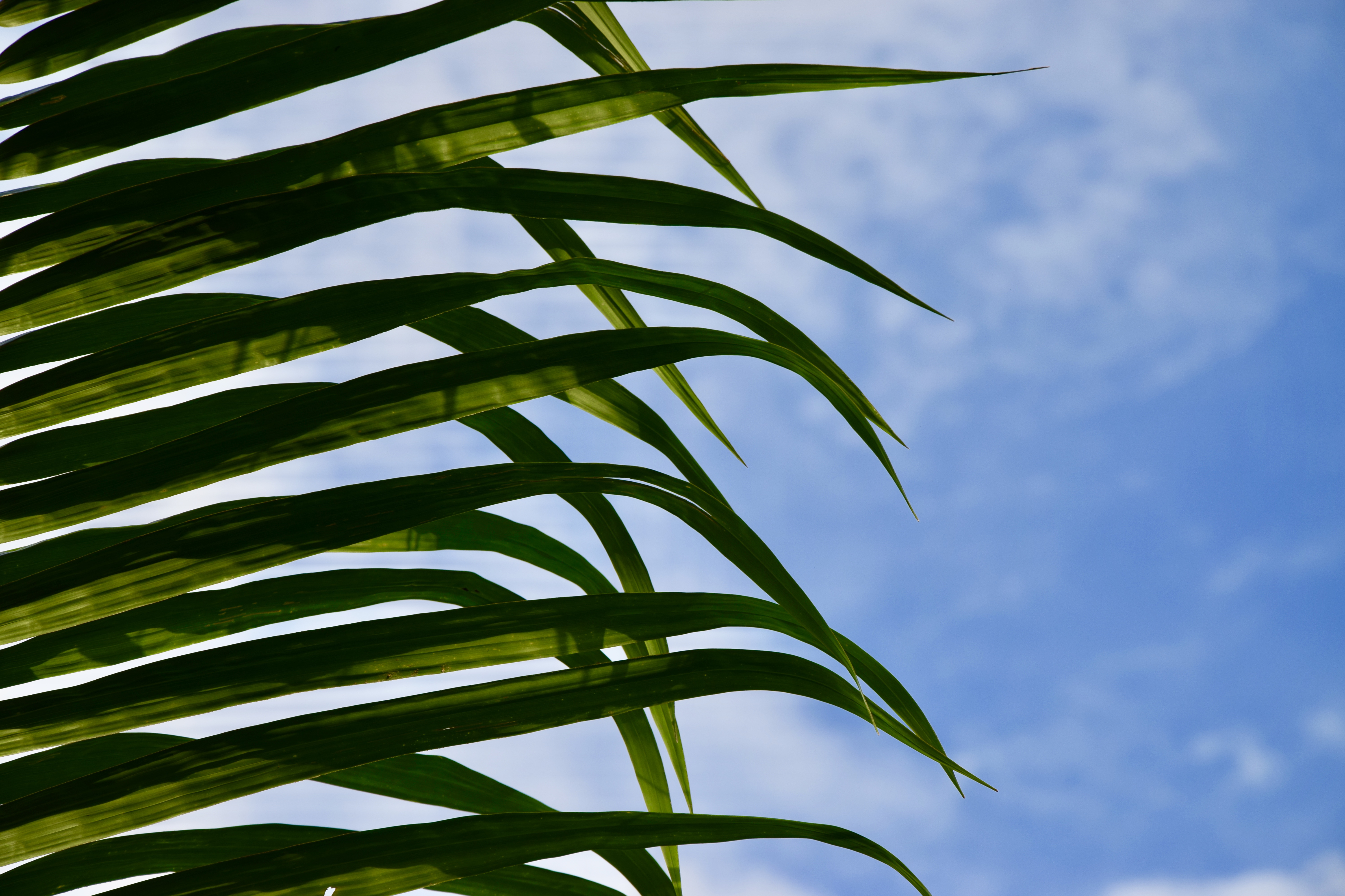 Abstract NHSL Plantation Makpele Cheifdom 191018