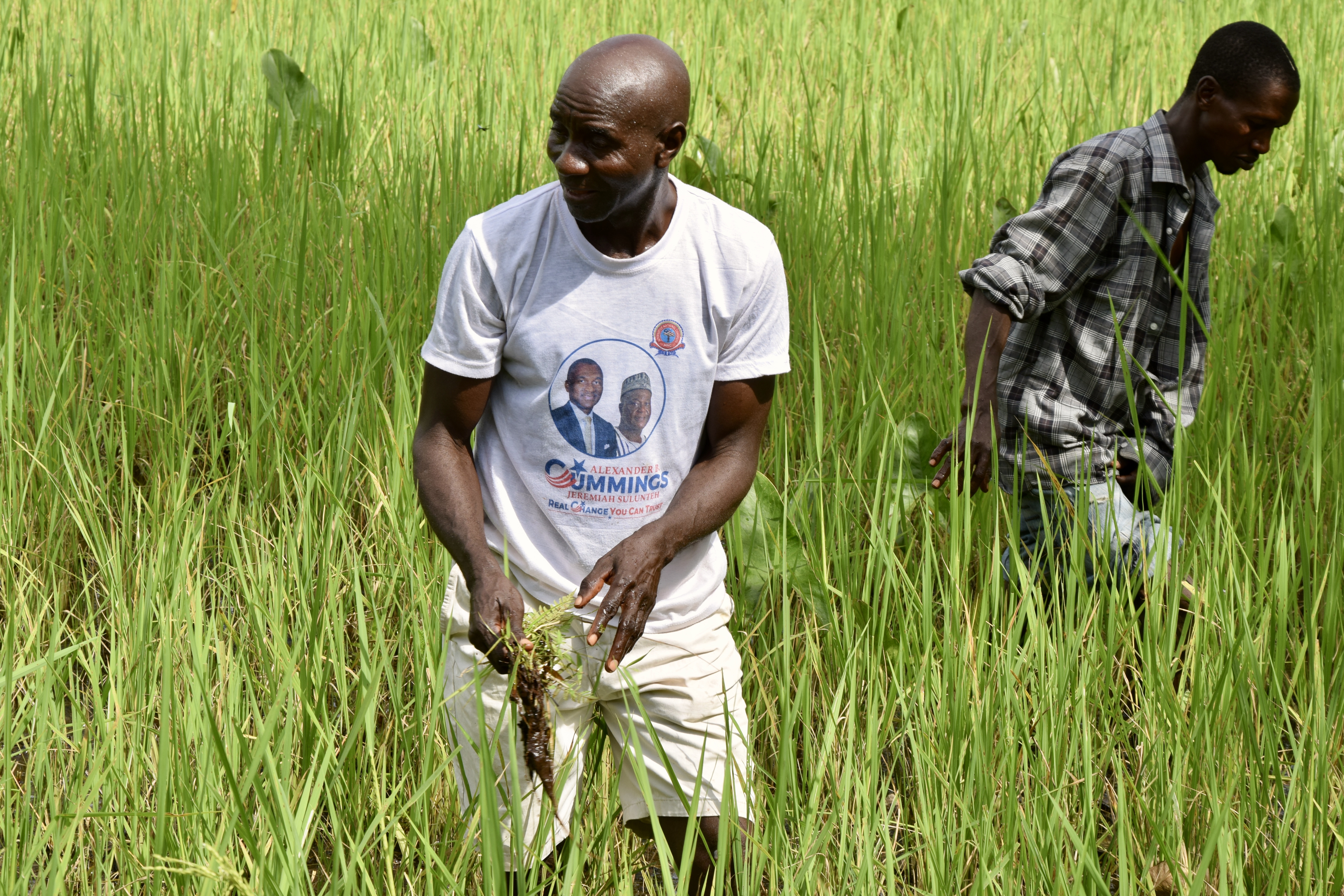 SWA Rice Food Security Farm in Tuasu